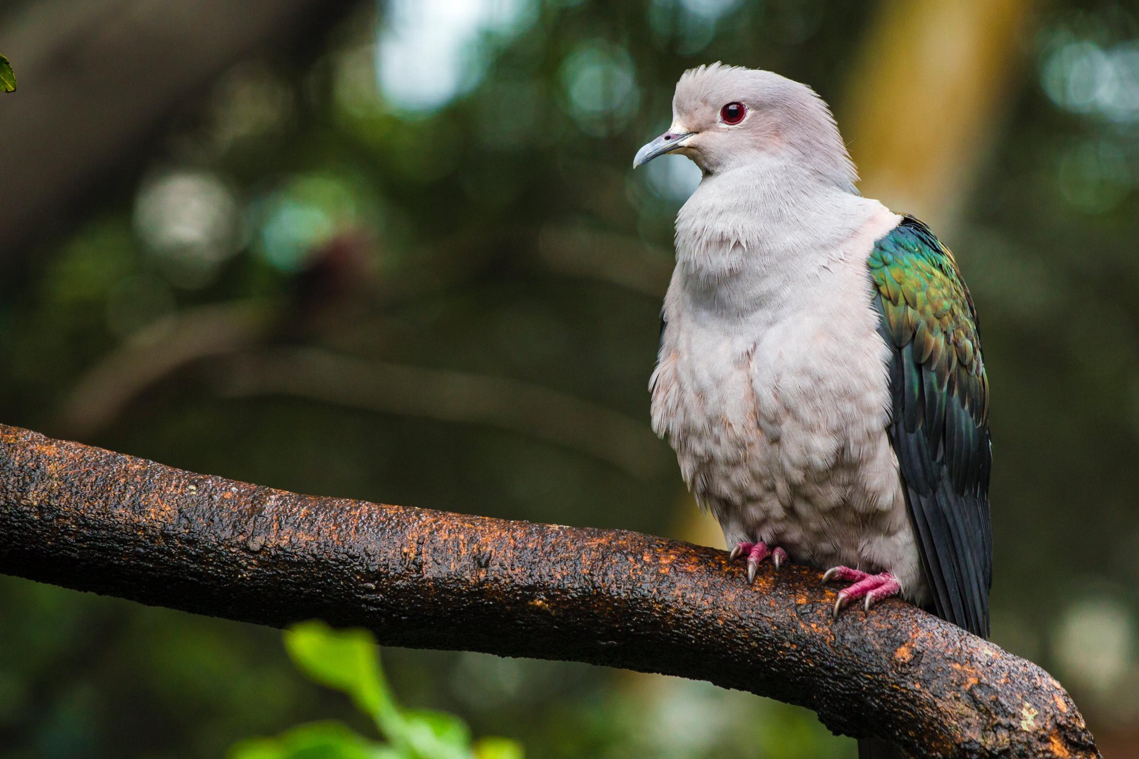 Ptaki jankowic – skrzydlaci mieszkańcy parków i lasów